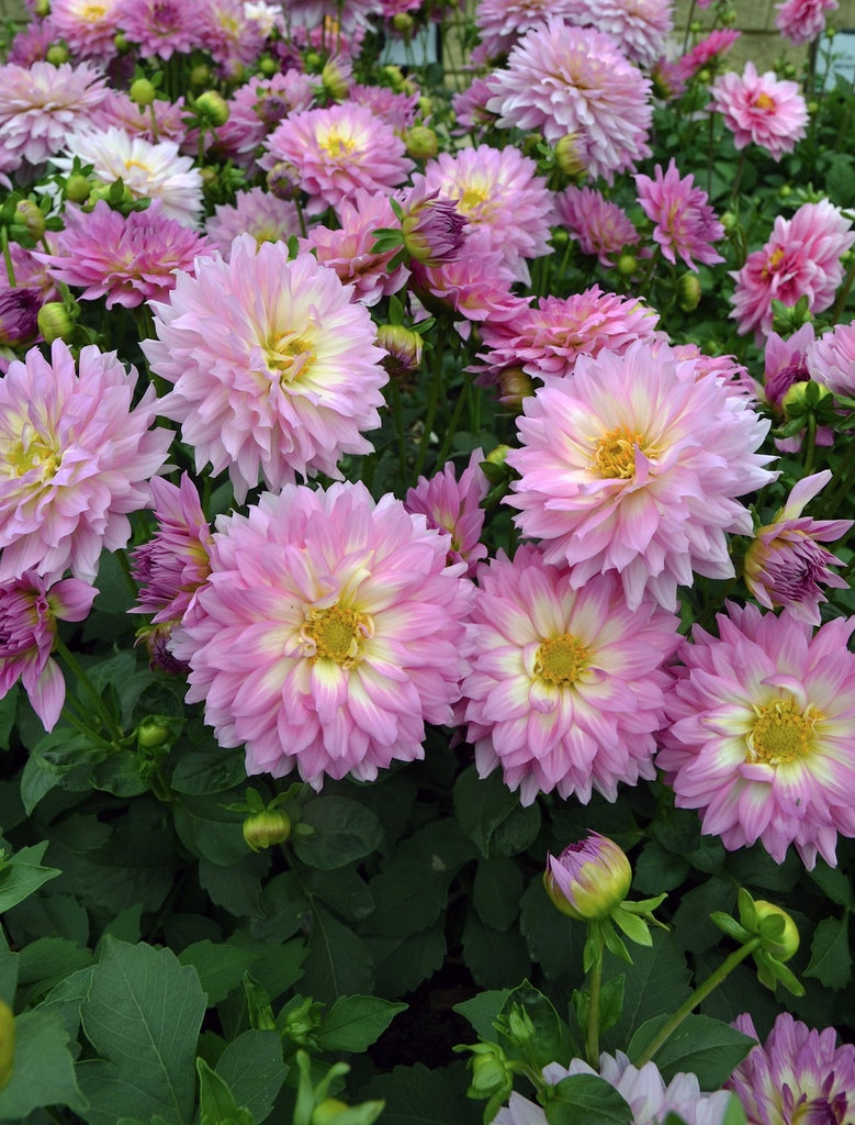 Dahlia pinnata 'Dalina Salinas' [Sz:100 mm]