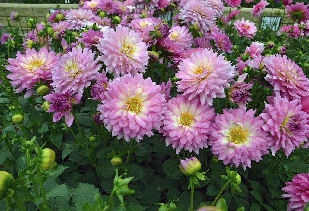 Dahlia pinnata 'Dalina Salinas' [Sz:100 mm]