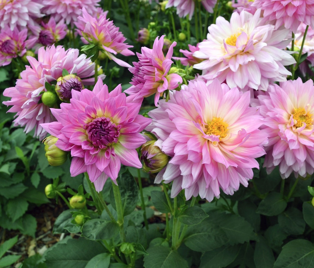 Dahlia pinnata 'Dalina Salinas' [Sz:100 mm]