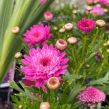 Argyranthemum 'Sassy Large Double Deep Rose' [Sz:100 mm]