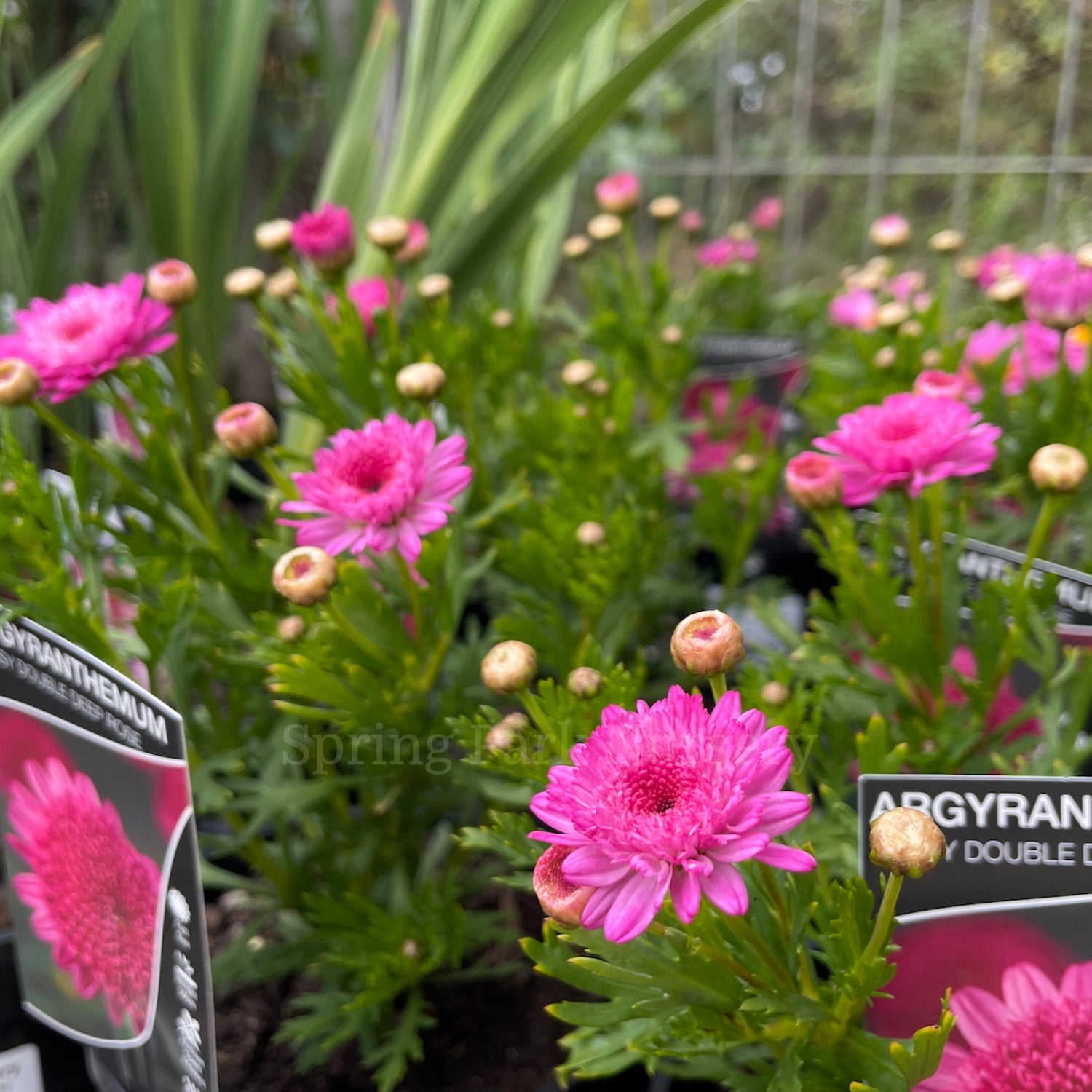 Argyranthemum 'Sassy Large Double Deep Rose' [Sz:100 mm]