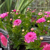 Argyranthemum 'Sassy Large Double Deep Rose' [Sz:100 mm]