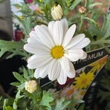 Argyranthemum 'Aramis Milk' [Sz:100 mm]