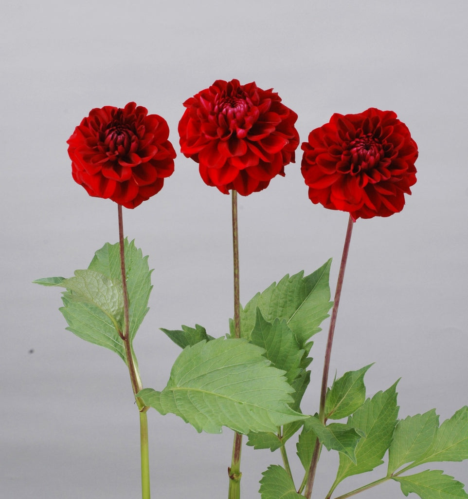 Dahlia 'Ruby Red' [Sz:100 mm]