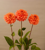 Dahlia 'Orange Stone' [Sz:100 mm]