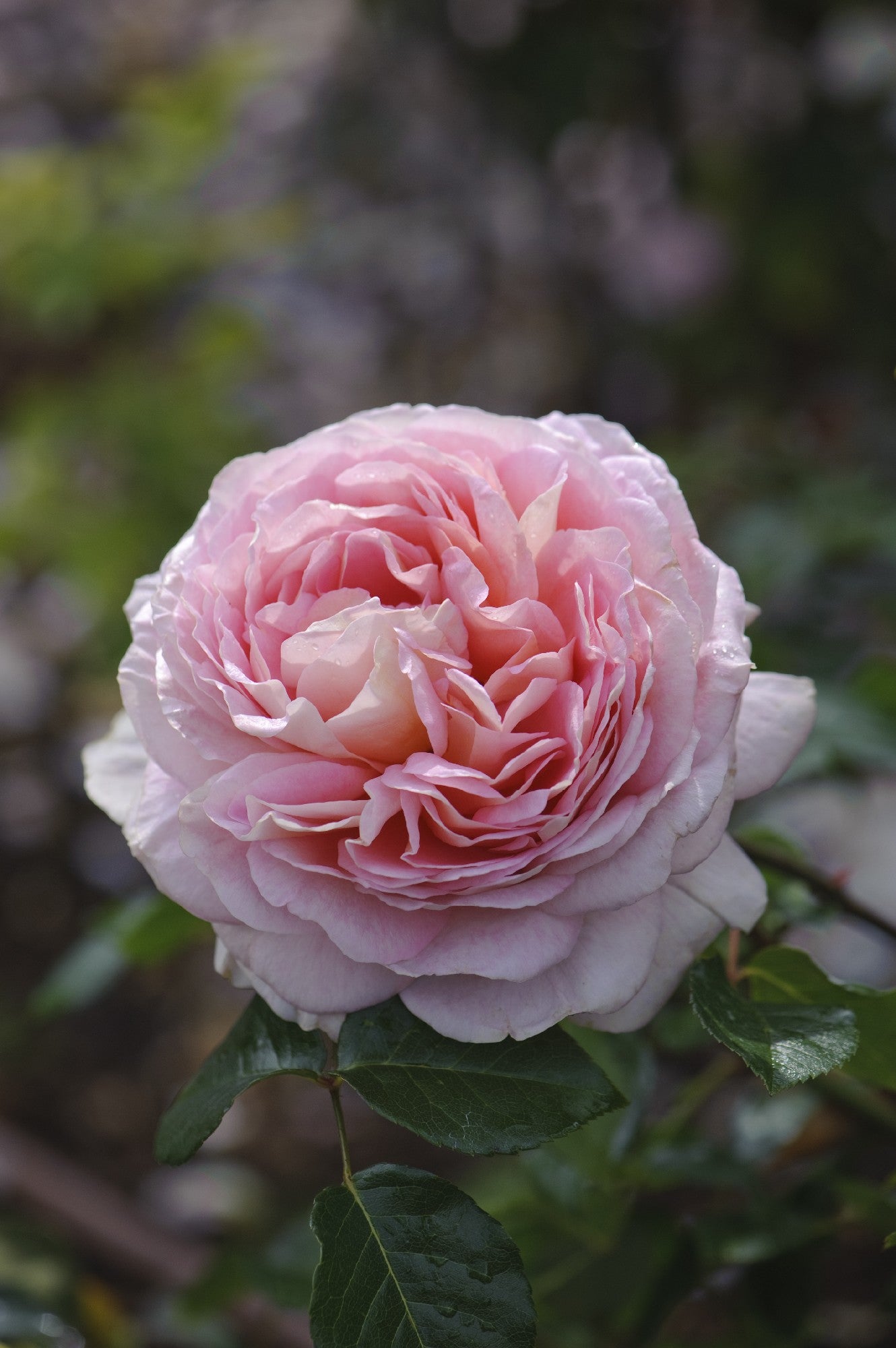 Abraham Darby [Sz:Bare Rooted]