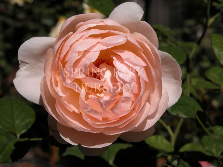 Ambridge Rose [Sz:Bare Rooted]