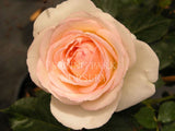 Blushing Pierre de Ronsard [Sz:Bare Rooted]