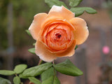 Crown Princess Margareta [Sz:Bare Rooted]