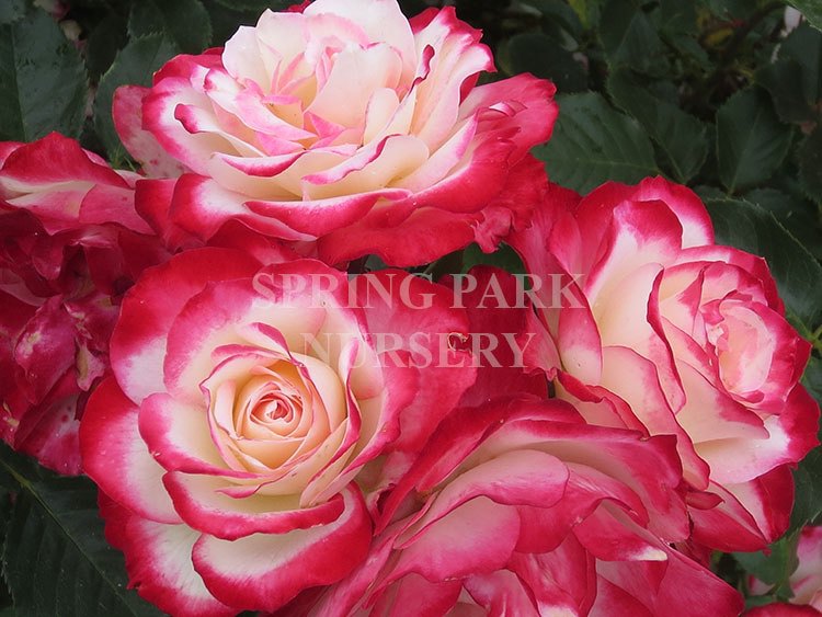 Fire Ice Rosa Fire & Ice – Spring Park Nursery