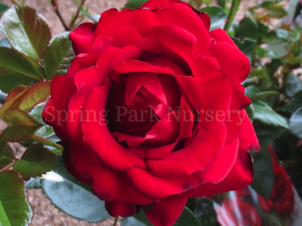 Gallipoli Centenary Rose [Sz:Bare Rooted]