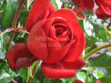 Gallipoli Centenary Rose [Sz:Bare Rooted]