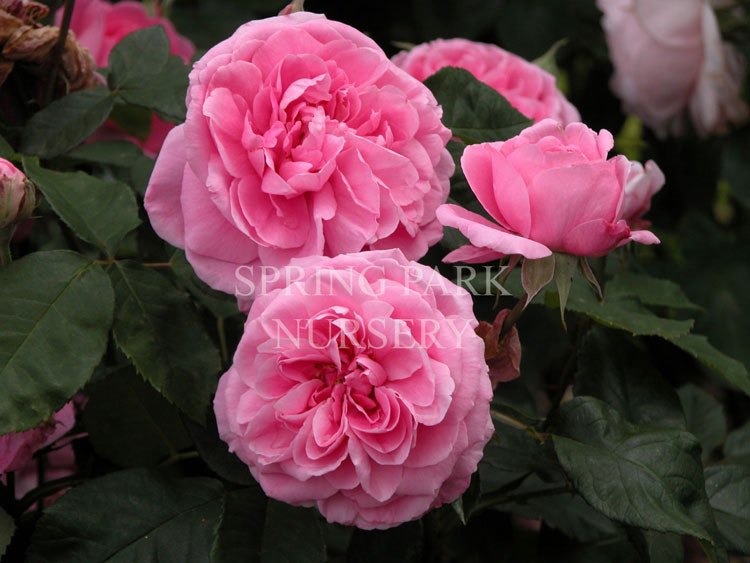 Gertrude Jekyll [Sz:Bare Rooted]