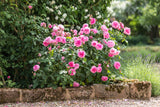 Gertrude Jekyll [Sz:Bare Rooted]