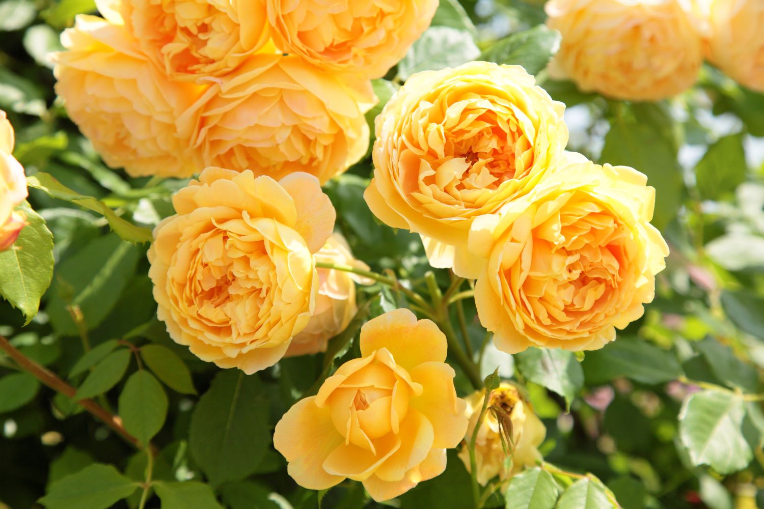 Golden Celebration [Sz:Bare Rooted]