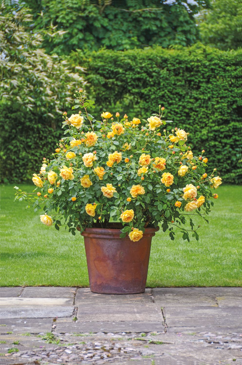 Golden Celebration [Sz:Bare Rooted]