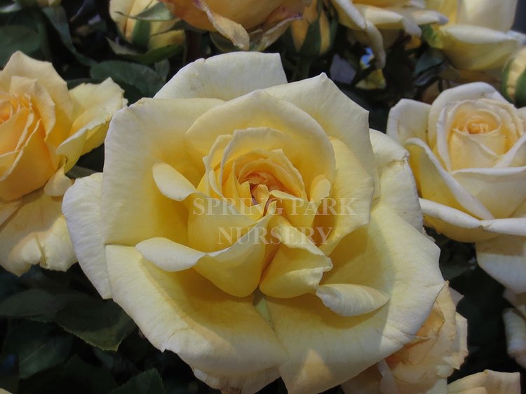 Golden Jubilee Rose [Sz:Bare Rooted]