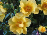 Golden Rosy Hedge [Sz:Bare Rooted]