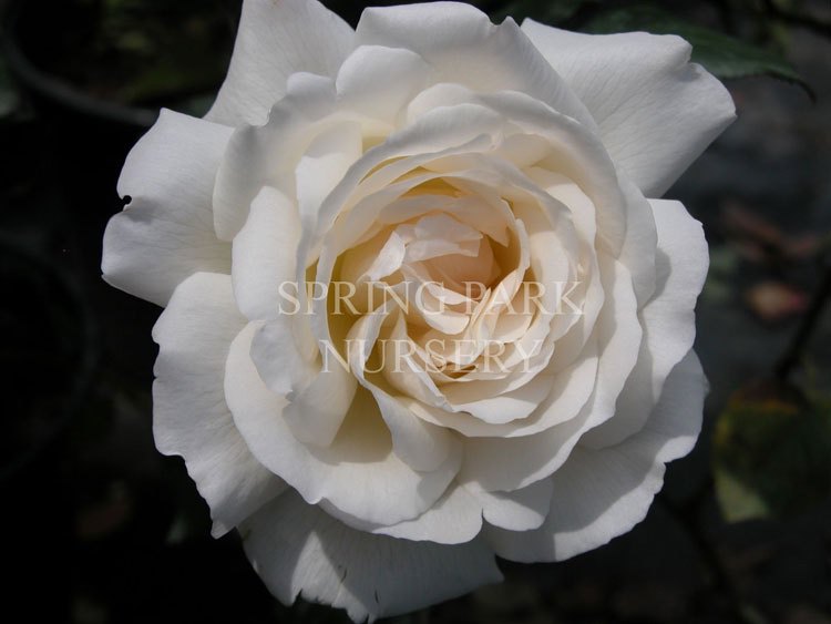 Lions Rose [Sz:Bare Rooted]