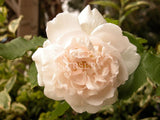 Mme. Alfred Carrière [Sz:Bare Rooted]