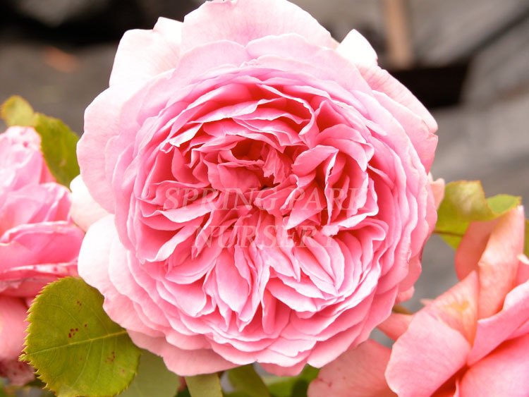 Princess Alexandra of Kent [Sz:Bare Rooted]