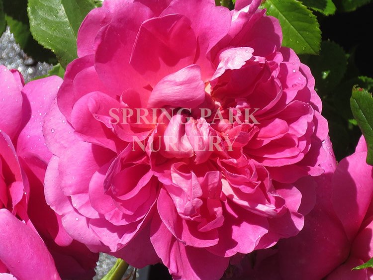 Princess Anne [Sz:Bare Rooted]