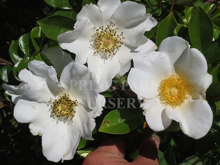 Rosa laevigata [Sz:Bare Rooted]