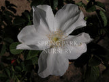 Rosa rugosa 'Alba' [Sz:Bare Rooted]