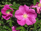 Rosa rugosa 'Scabrosa' [Sz:Bare Rooted]