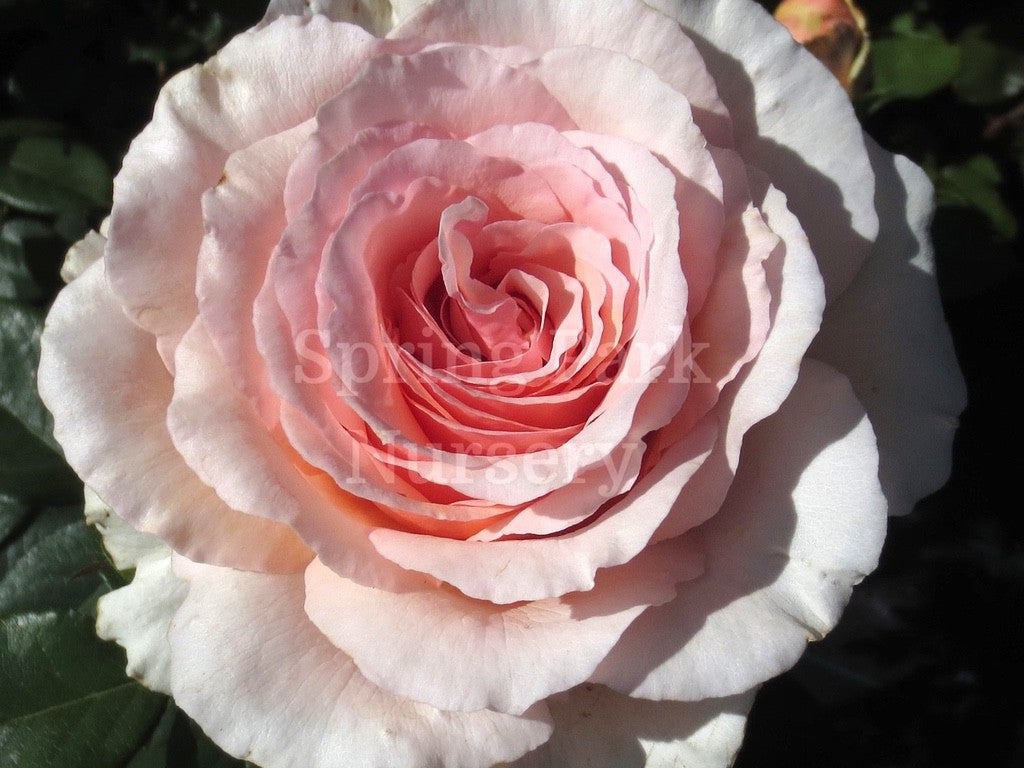 Shirley's Rose [Sz:Bare Rooted]