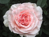 Shirley's Rose [Sz:Bare Rooted]