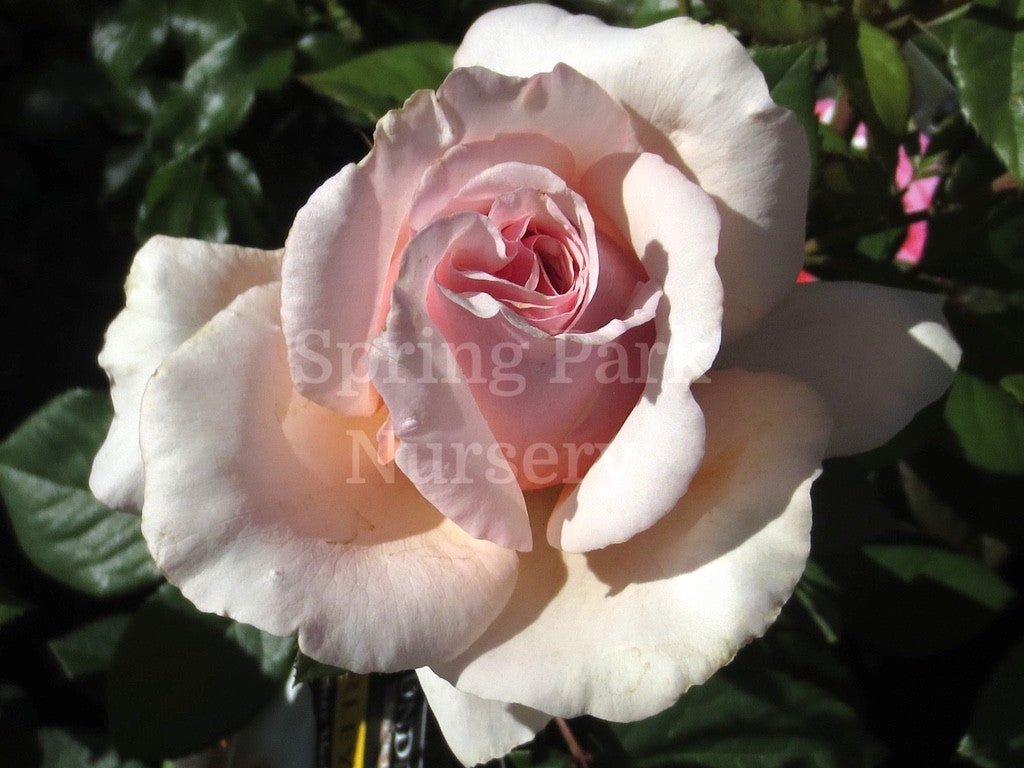 Shirley's Rose [Sz:Bare Rooted]