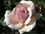 Shirley's Rose [Sz:Bare Rooted]