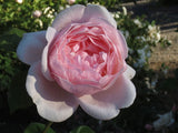 The Alnwick Rose [Sz:Bare Rooted]