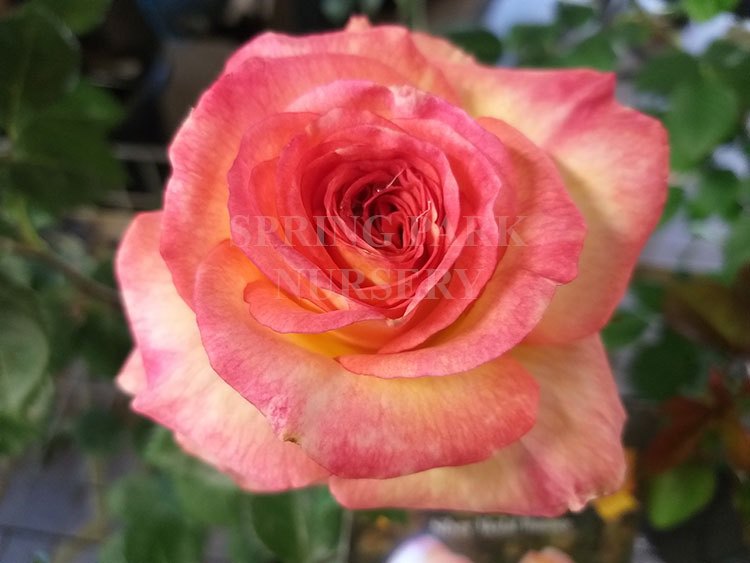 The Jubilee Rose [Sz:Bare Rooted]