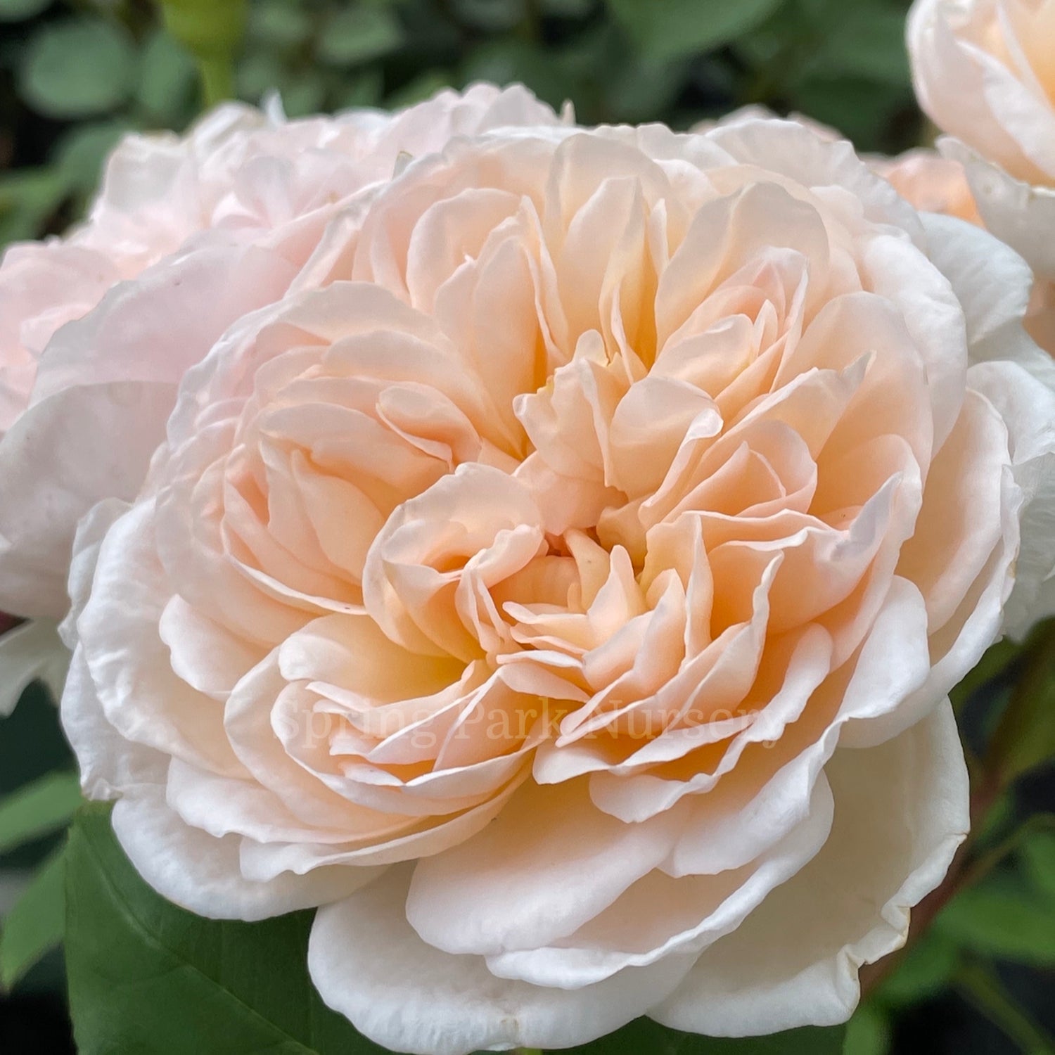The Lady Gardener [Sz:Bare Rooted]