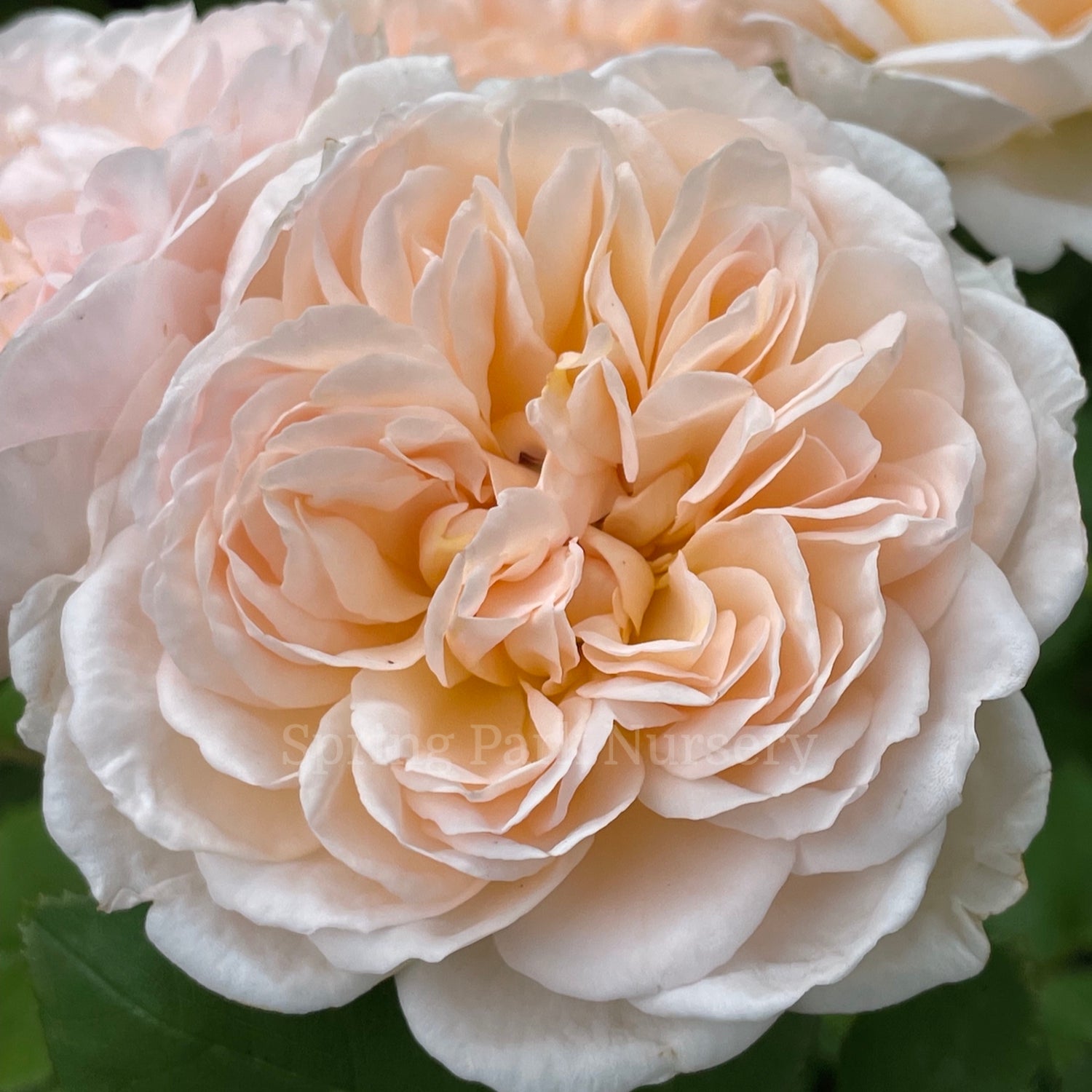 The Lady Gardener [Sz:Bare Rooted]