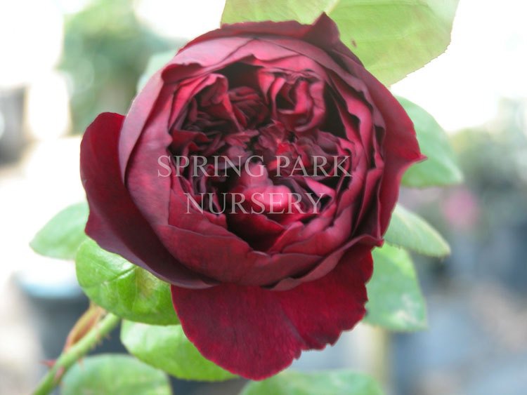 The Squire – Spring Park Nursery