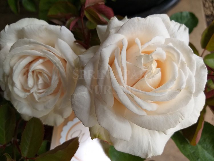 The Wedding Rose [Sz:Bare Rooted]