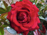 Gallipoli Centenary Rose - 90cm Standard [Sz:Bare Rooted]