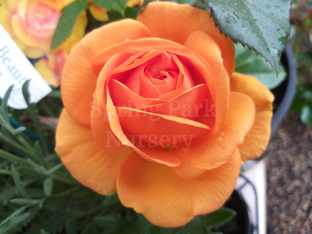 Golden Beauty - 90cm Standard [Sz:Bare Rooted]