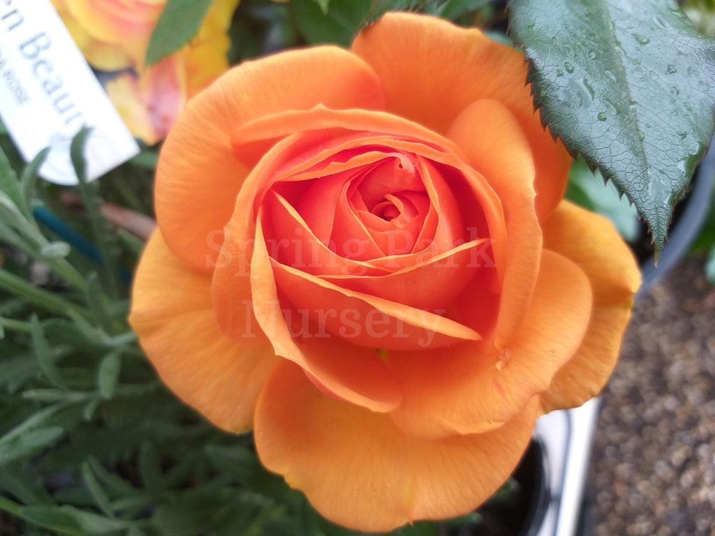 Golden Beauty - 90cm Standard [Sz:Bare Rooted]