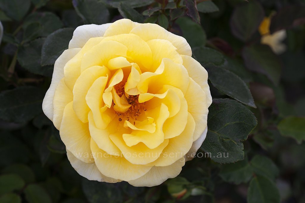 Lady of Australia [Sz:Bare Rooted]