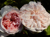 Claire Rose [Sz:Bare Rooted]