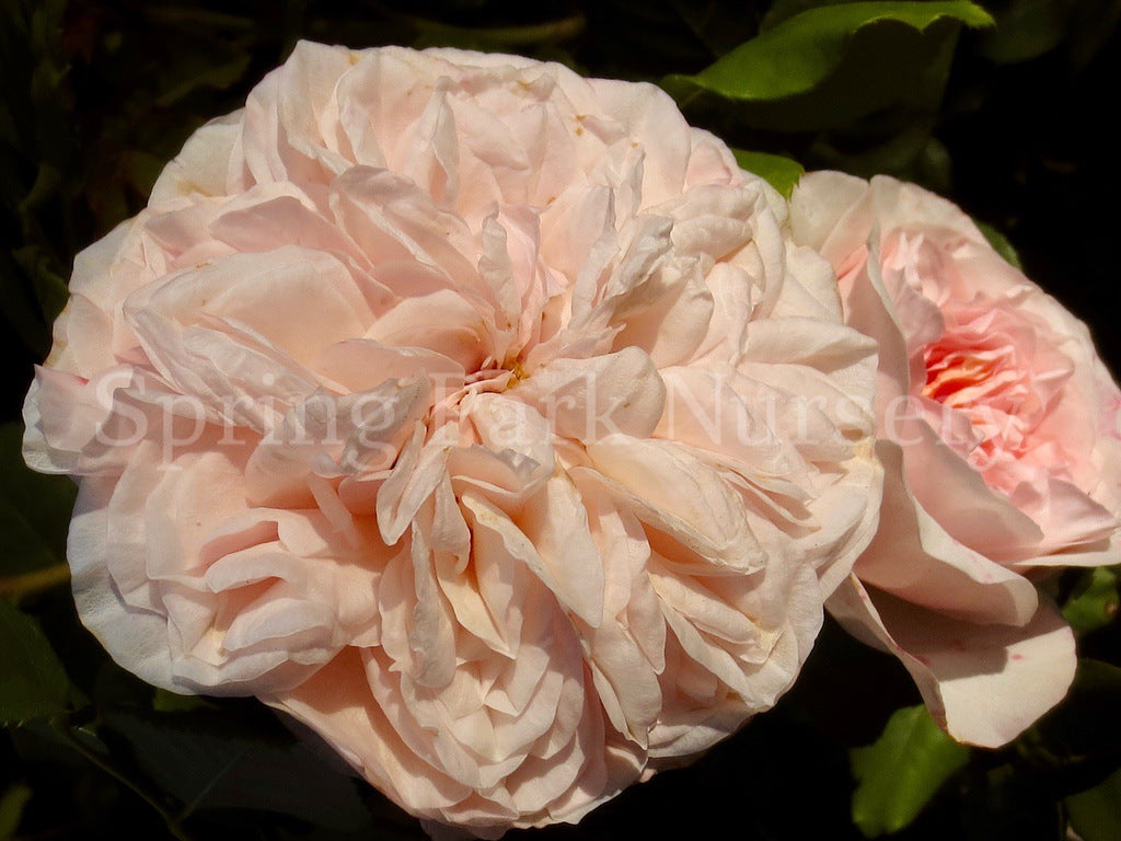 Claire Rose [Sz:Bare Rooted]