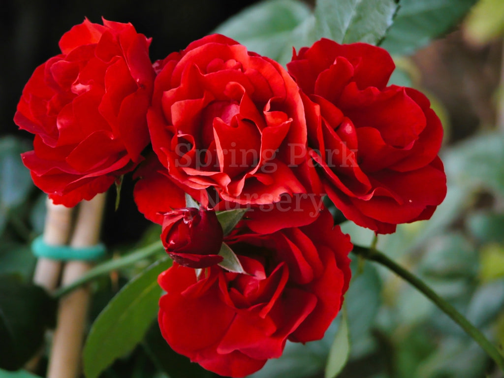 Black Forest Rose - 90cm Standard [Sz:Bare Rooted]