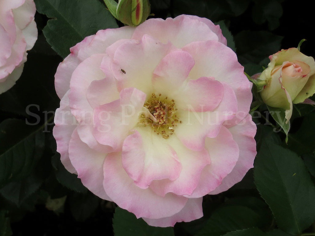 Seduction - 90cm Standard [Sz:Bare Rooted]