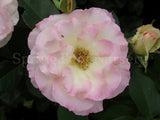 Seduction - 90cm Standard [Sz:Bare Rooted]