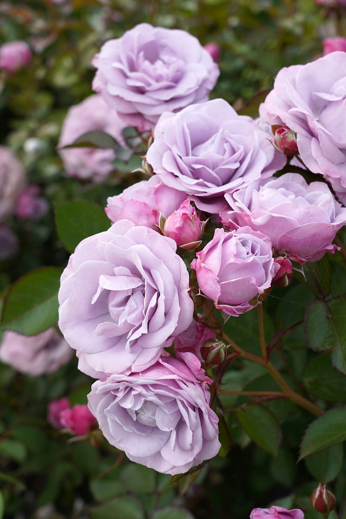 Tangles - 90cm Standard – Spring Park Nursery