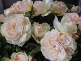 Garden of Roses - 90cm Standard [Sz:Bare Rooted]